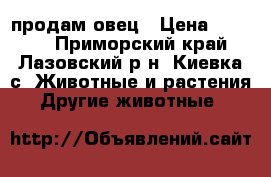 продам овец › Цена ­ 8 000 - Приморский край, Лазовский р-н, Киевка с. Животные и растения » Другие животные   